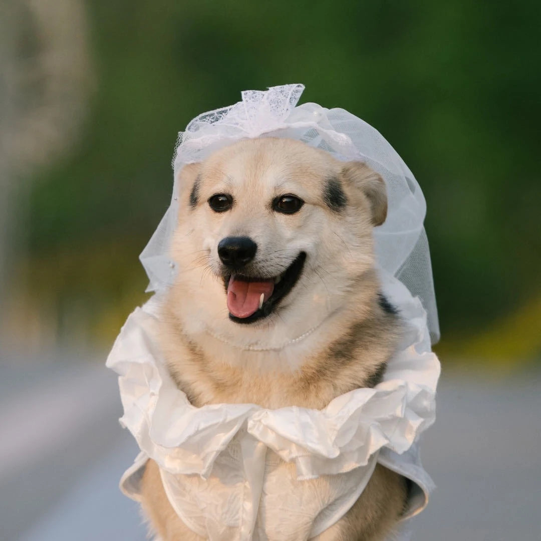 Dog Matching Wedding Dresses With Veil,