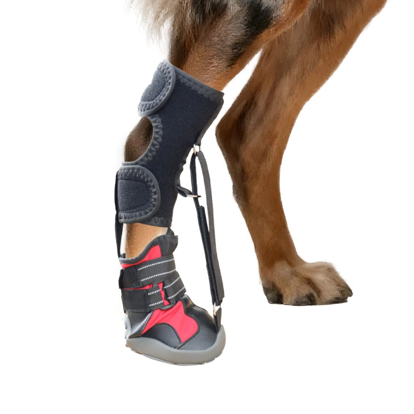 Strap-On Drop Foot Brace (No Knuckling Boot Brace) for Dogs