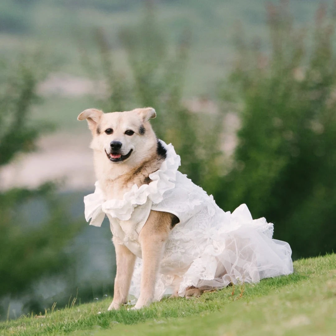 Dog Matching Wedding Dresses With Veil,