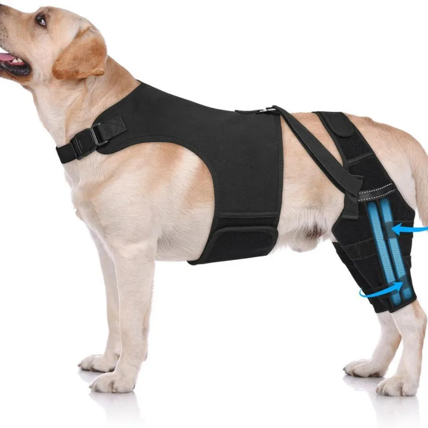 Dog Knee Brace for Torn ACL Hind Leg, Puppy Leg Brace